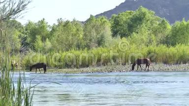 亚利桑那州，盐河，三匹野马和一匹小马在盐河里喝酒